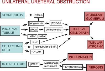 DAMPs in Unilateral Ureteral Obstruction